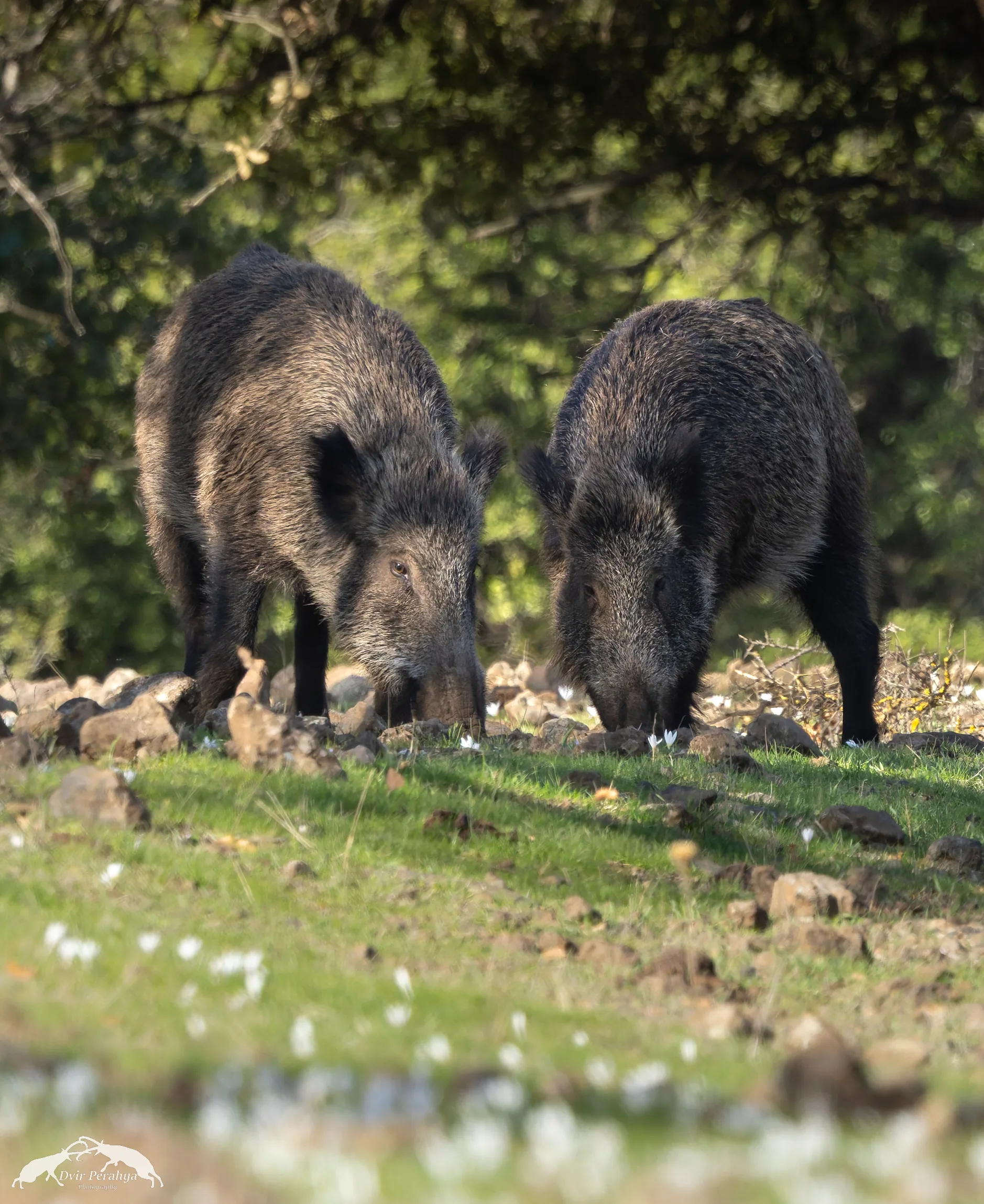 Wildlife image
